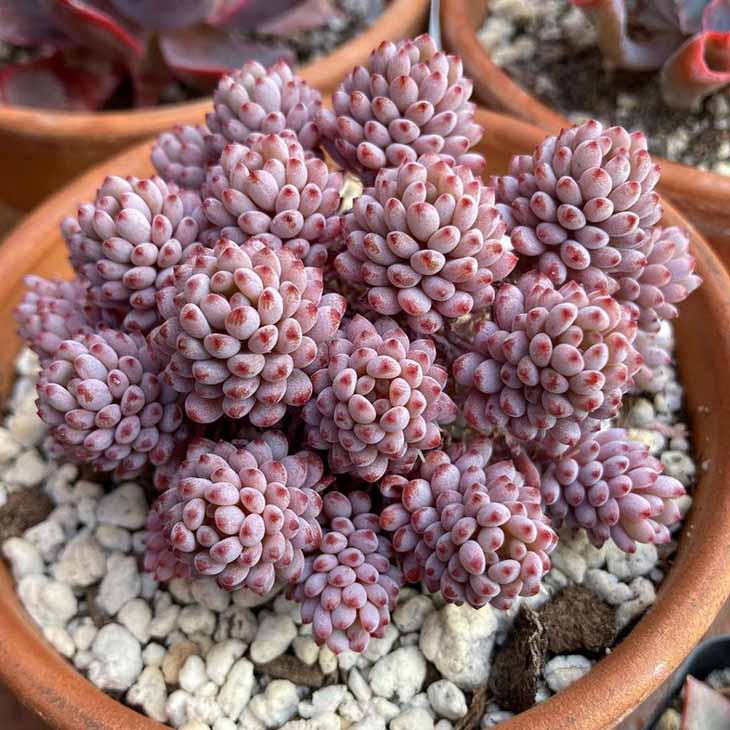 Les succulentes en forme de rose sont parfaites pour apporter une