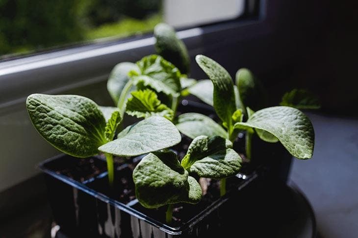 Plántulas de pepino en maceta