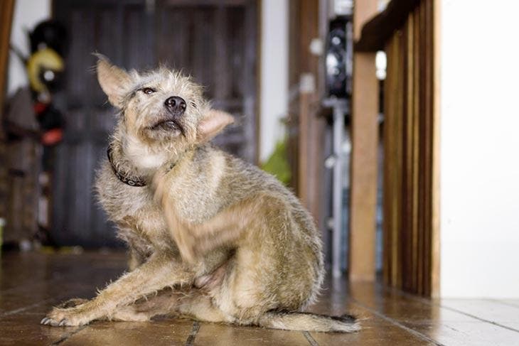 Comment supprimer l'odeur de chien dans une voiture ?