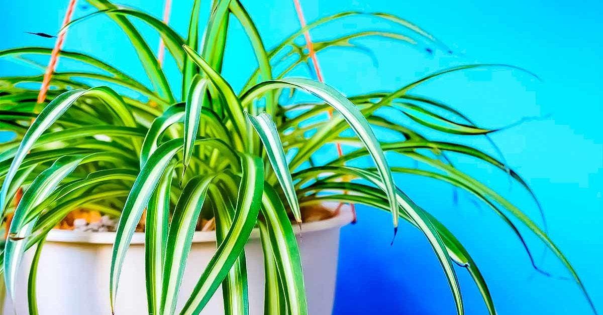 20 PLANTES qui ABSORBENT l'HUMIDITÉ - Noms et PHOTOS !