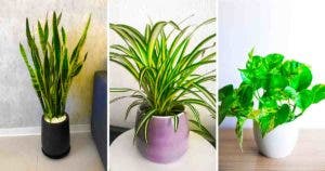 Si vous avez l'une de ces 7 plantes chez vous -- prenez-en soin car vous avez un trésor à la maison2