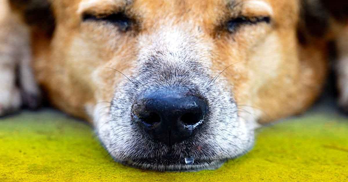 Si vous remarquez cela sur le nez de votre chien, courez chez le vétérinaire car cela pourrait être grave