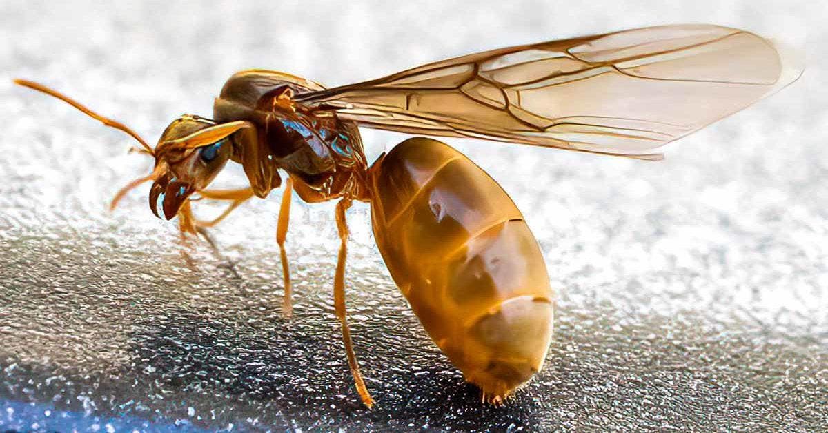 Solutions naturelles remèdes de grand-mère contre les fourmis volantes