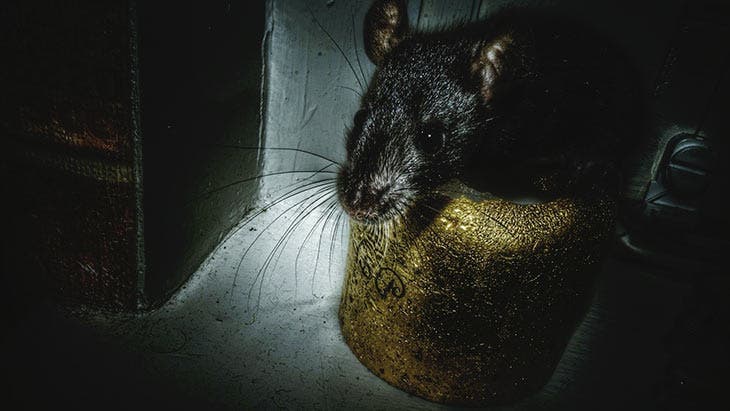 Souris cachées dans la maison