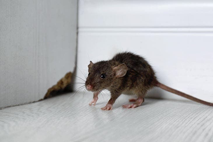 Ratón entrando a una casa a través de un agujero