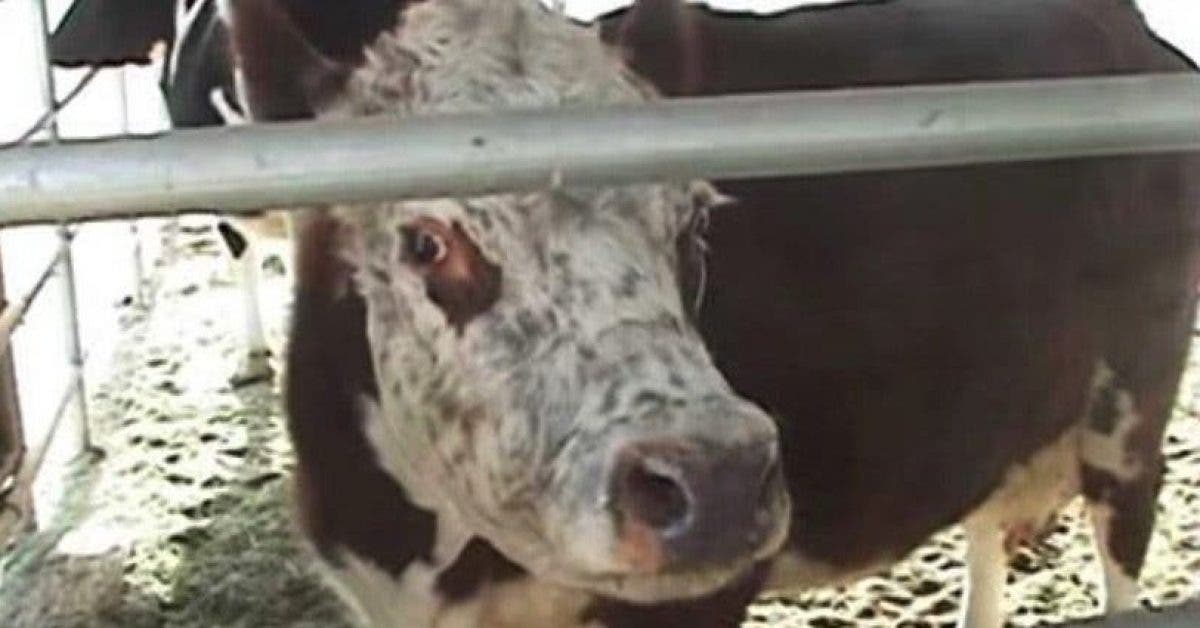 Tout le monde s'interroge pourquoi cette vache pleure – alors ils découvrent le secret de l’ancien propriétaire