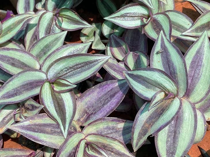 Tradescantia