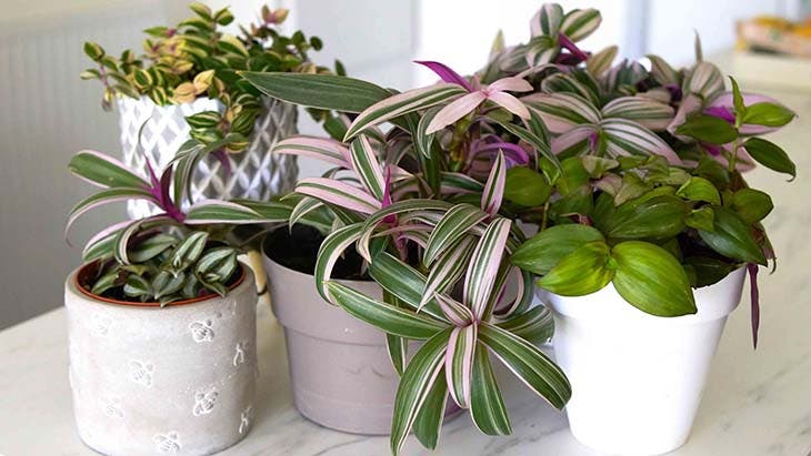 Une plante décorative Une plante décorative