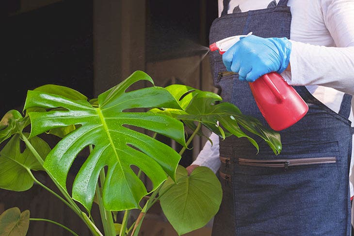 Traitement d’une plante avec un spray anti-insectes