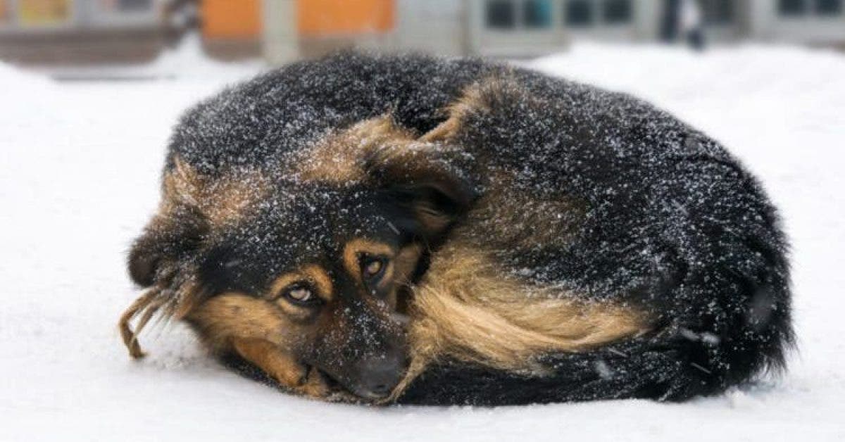 USA Une loi interdit de laisser ses animaux dehors dans le froid 1 1
