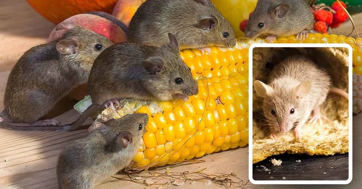 Un agriculteur partage une astuce économique pour se débarrasser des souris sans leur faire de mal final