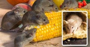 Un agriculteur partage une astuce économique pour se débarrasser des souris sans leur faire de mal final