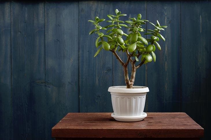 A jade tree placed in a room.