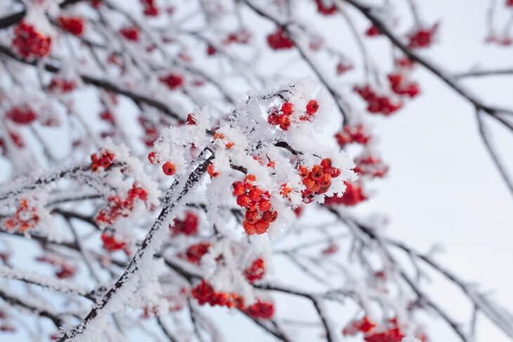 a frozen tree