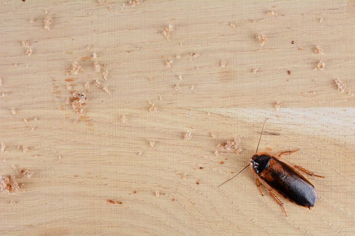 A cockroach is walking around the house