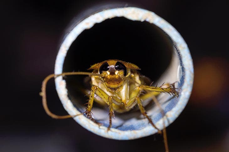 Una cucaracha saliendo de las alcantarillas