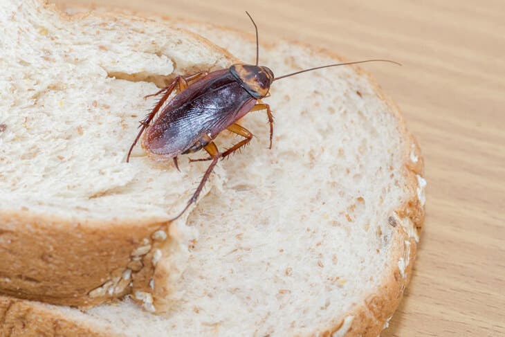Una cucaracha en un trozo de pan
