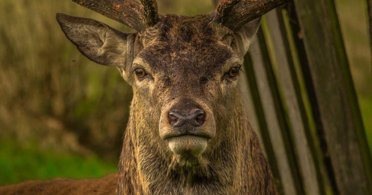 Un chasseur meurt après avoir tiré sur un cerf qui a survécu et l’a attaqué