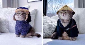 Un chat abandonné trouve un foyer pour toujours et devient une star sur Instagram avec ses tenues mignonnes