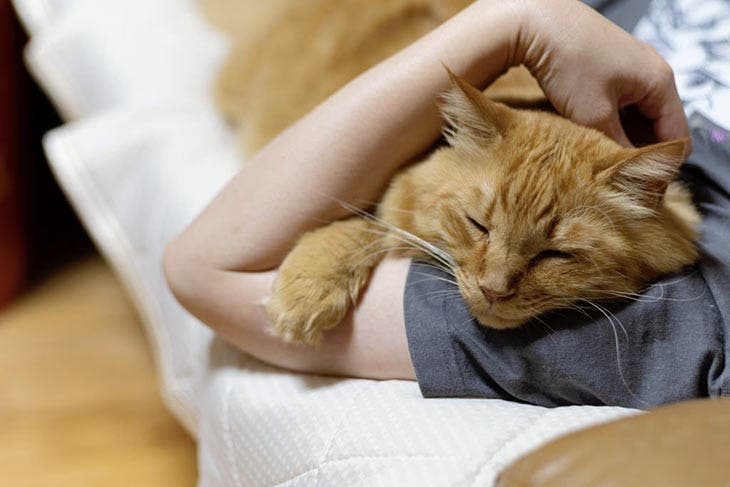 A peaceful cat in the arms of its owner