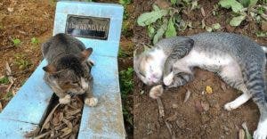 Un chat au coeur brise est reste un an sur la tombe de son maitre decede 1