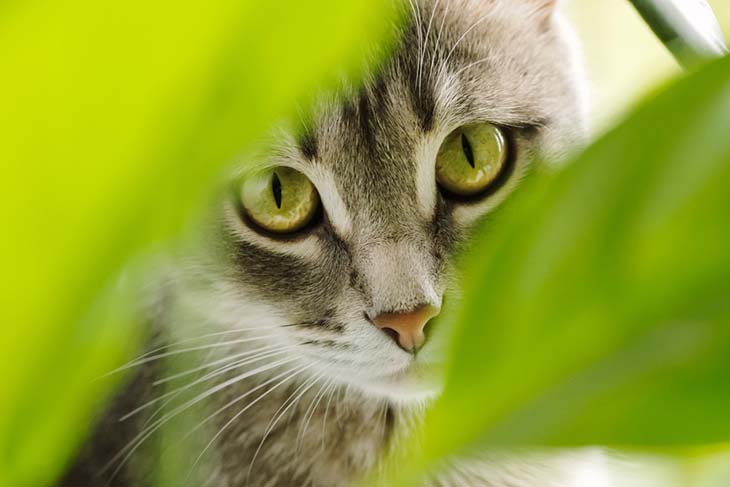 A cat hiding in the garden.