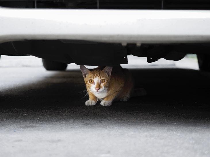 A cat hiding under the car.