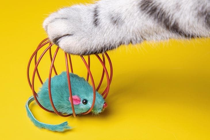 Un chat capture une souris