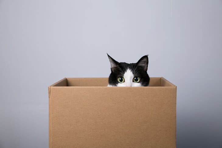 Un chat dans une boite en carton qui observe