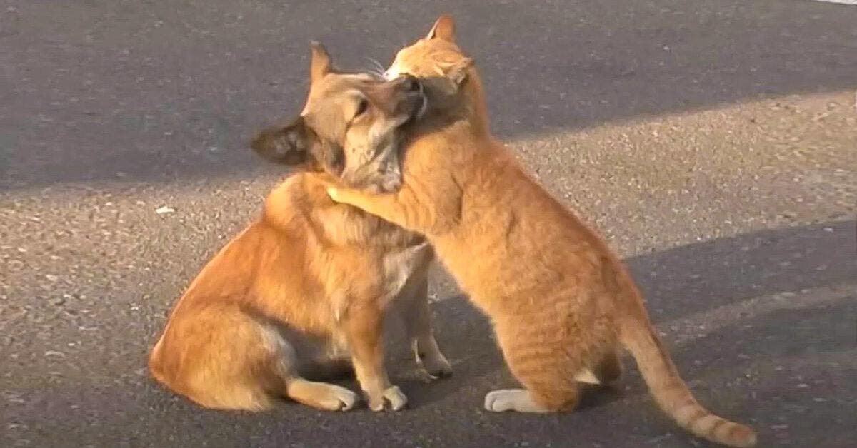 Un chat errant console un chien abandonne pendant quil attend desesperement son maitre