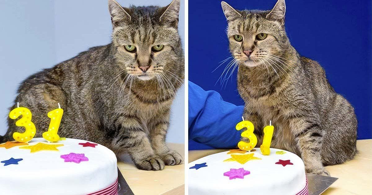 Un chat fête ses 31 ans et 26 ans de vie avec sa famille
