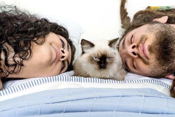 A cat sleeping in a couple's bed