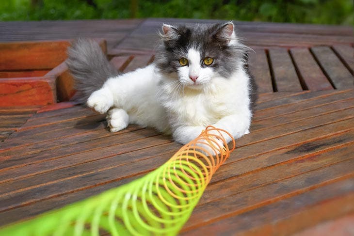 A cat that day with a plastic spiral.