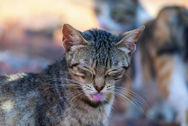 A cat sticking out its tongue