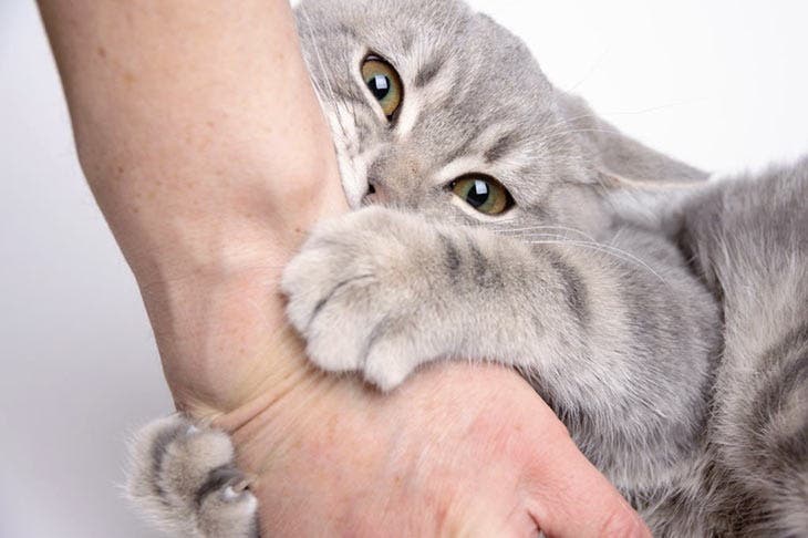 Un chat qui touche son maître