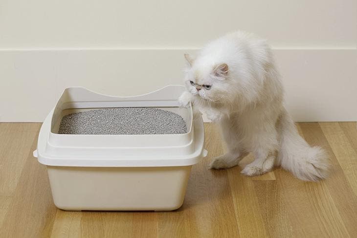 Um gato cheira a caixa sanitária