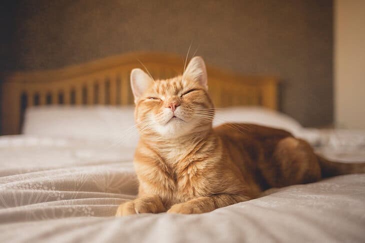 Un chat sur le lit