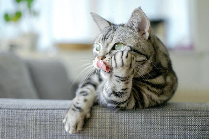 A cat on a sofa sticking out its tongue