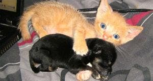 Un chaton attentionne adopte un chiot orphelin et le duo est desormais inseparable