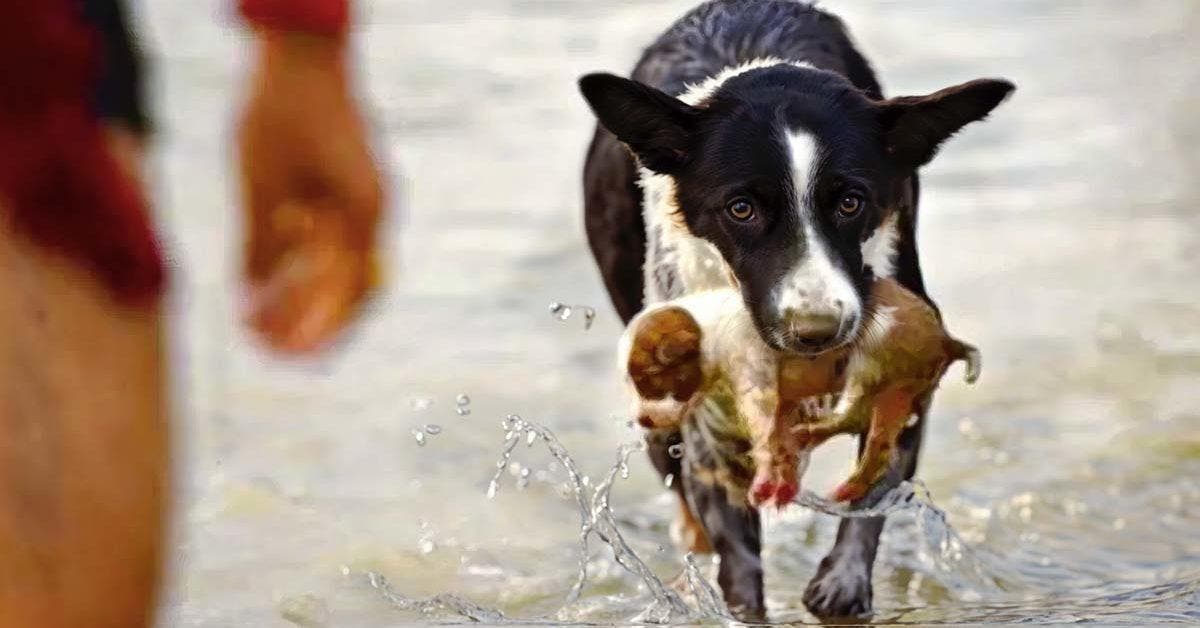 Un chien courageux sauve un chiot de la noyade et le sort de la rivière