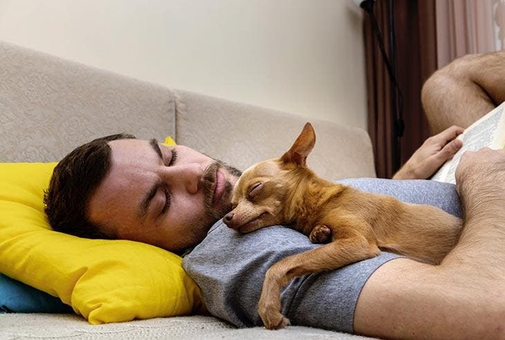 A dog sleeping in his master's arms.