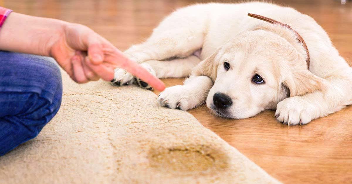 Un chien qui pisse à la maison est un cauchemar - apprenez 8 conseils pour l’empêcher de faire pipi_