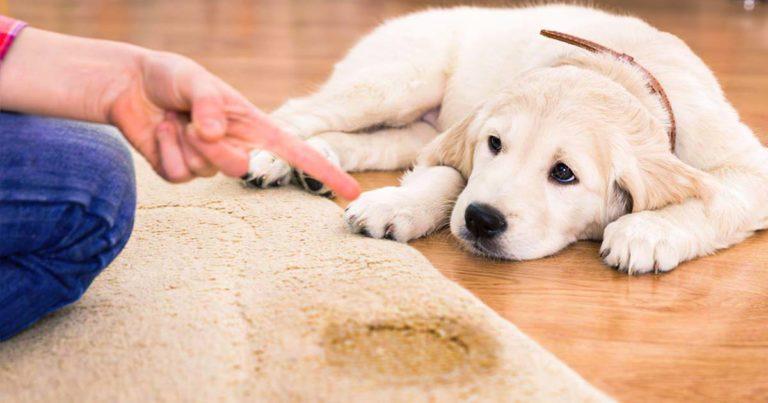 Comment Empecher Le Chiot De Faire Pipi Dans La Maison