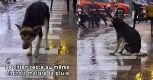 Un chien retrouve sa propriétaire après l'avoir attendue tous les jours à l'extérieur d'un magasin