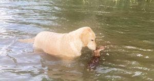 Un chien sauve un bébé Faon d’un lac et refuse de le quitter
