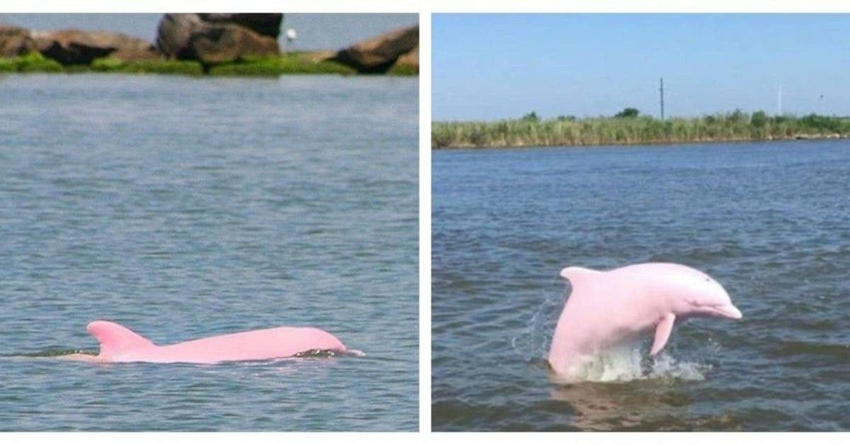 Un dauphin rose en voie d’extinction donne naissance à un bébé dauphin rose