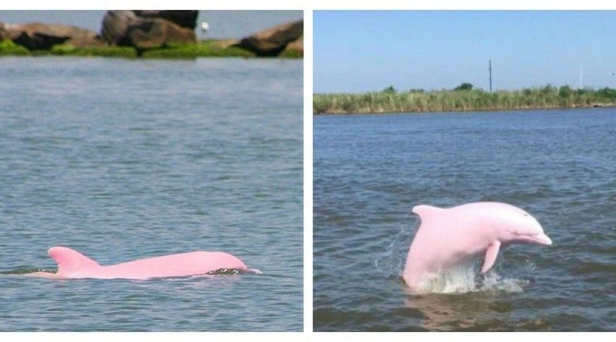 Un dauphin rose en voie d’extinction donne naissance à un bébé dauphin rose