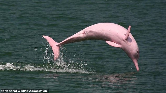 Un dauphin rose en voie d’extinction donne naissance à un bébé dauphin rose