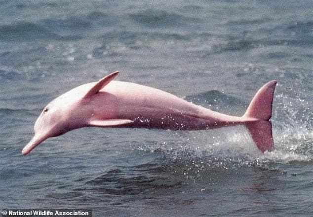Un dauphin rose en voie d’extinction donne naissance à un bébé dauphin rose