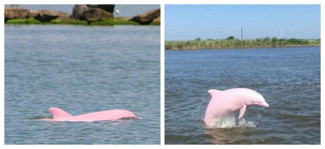 Un dauphin rose en voie d’extinction donne naissance à un bébé dauphin rose